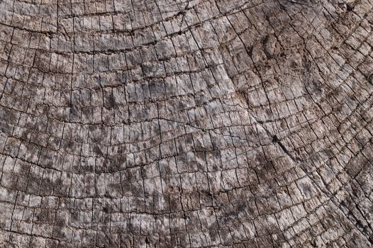 Old wooden texured surface closeup. Moss and relief on surface. Stock photo of old wooden pattern of aged boards with moss. Brown and gray colors on photo.