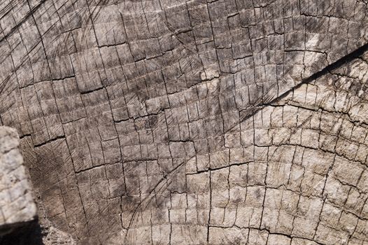 Old wooden texured surface closeup. Moss and relief on surface. Stock photo of old wooden pattern of aged boards with moss. Brown and gray colors on photo.