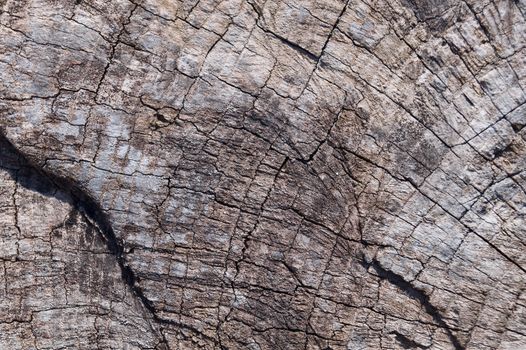 Old wooden texured surface closeup. Moss and relief on surface. Stock photo of old wooden pattern of aged boards with moss. Brown and gray colors on photo.