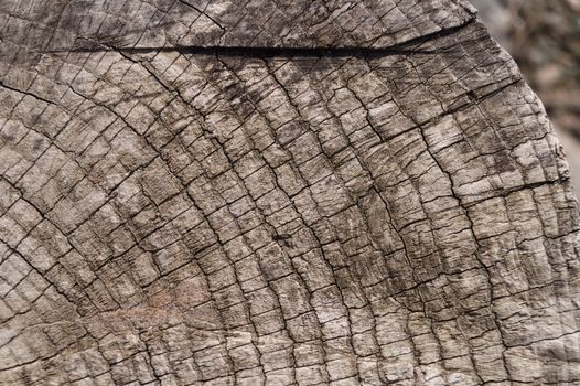 Old wooden texured surface closeup. Moss and relief on surface. Stock photo of old wooden pattern of aged boards with moss. Brown and gray colors on photo.