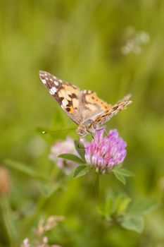 An orange butterfly on wildflower on soft green blurred background.