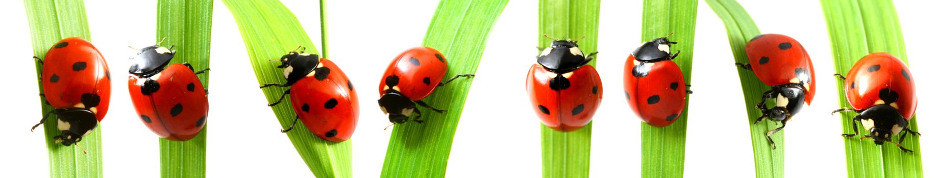 red ladybug on green grass isolated on white background set of pictures