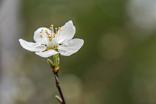 spring flowers on tree branches in nature