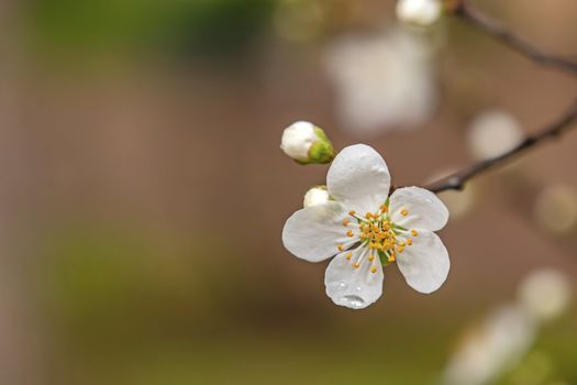 spring flowers on tree branches in nature