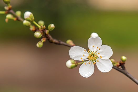spring flowers on tree branches in nature