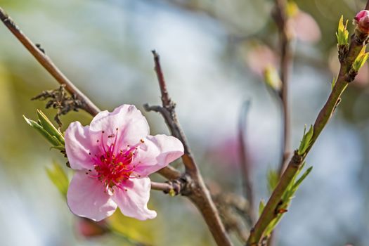 spring flowers on tree branches in nature