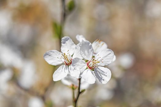 spring flowers on tree branches in nature