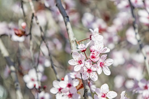 spring flowers on tree branches in nature