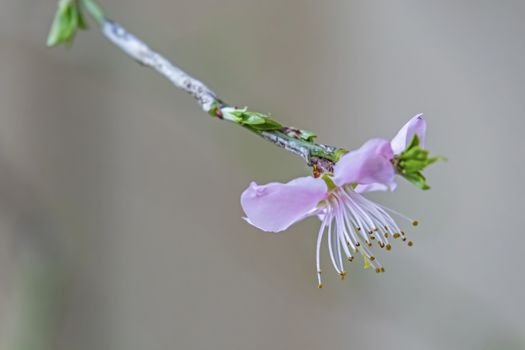 spring flowers on tree branches in nature