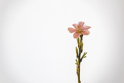 spring flowers on tree branches in nature
