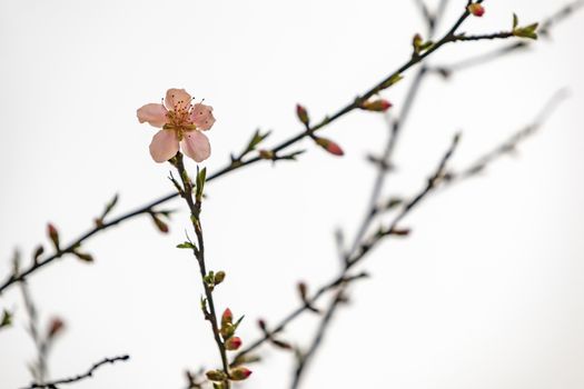 spring flowers on tree branches in nature