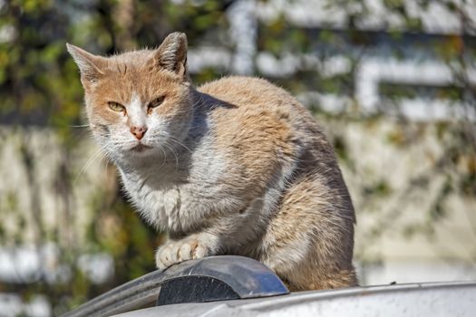 our lovely friends in nature are cats