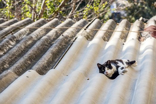 our lovely friends in nature are cats