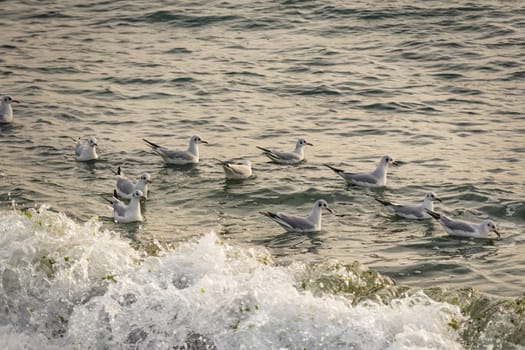 wavy sea view in nature for background and wallpaper