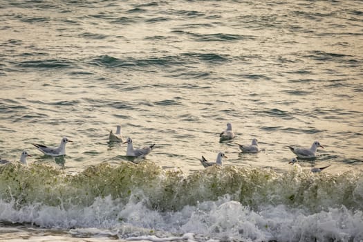 wavy sea view in nature for background and wallpaper