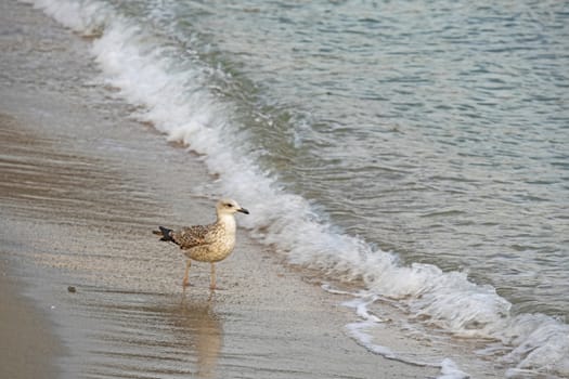 relaxing sea view in nature for background and wallpaper