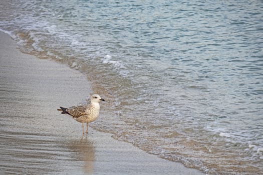 relaxing sea view in nature for background and wallpaper