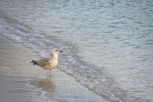 relaxing sea view in nature for background and wallpaper