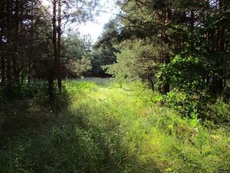 Photo of the edge of the forest, flooded with sunlight, summer
