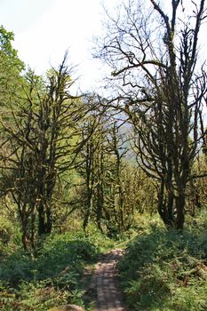 Dead boxwood forest in the mountains of Georgia at sunny day in spring