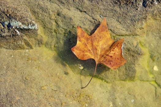 natural pattern view in nature for background and wallpaper