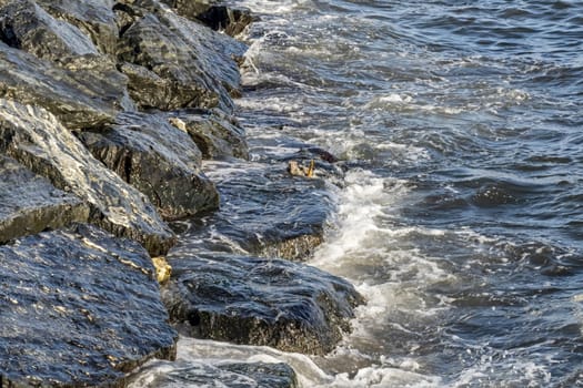 wavy sea view in nature for background and wallpaper