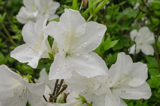 The close up of beautiful white azalea flower plant in garden.