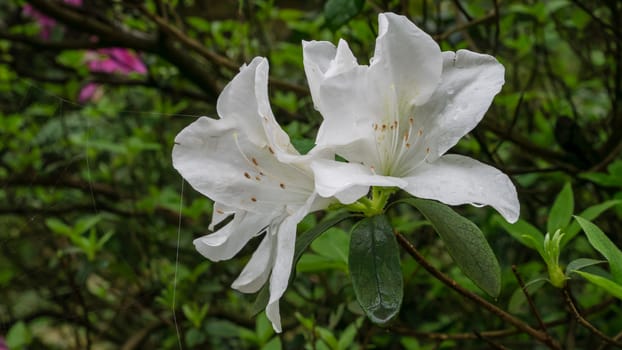 The close up of beautiful white azalea flower plant in garden.
