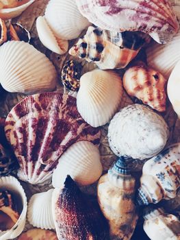 Seashells as summer coastal background, nature and travel concept