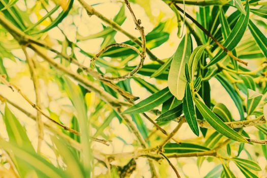 Botanical background, olive tree branches and leaves in summer, beautiful nature backdrop