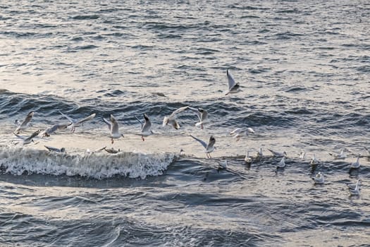 wavy sea view in nature for background and wallpaper