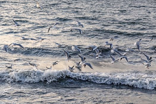 wavy sea view in nature for background and wallpaper