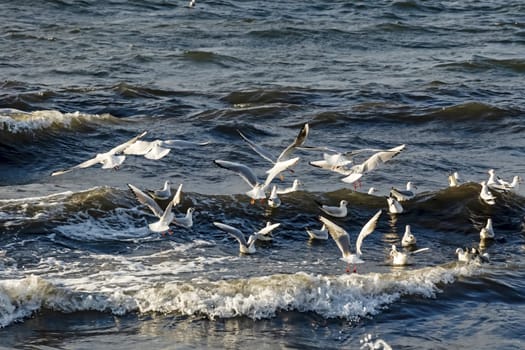 wavy sea view in nature for background and wallpaper