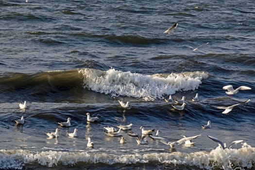 wavy sea view in nature for background and wallpaper