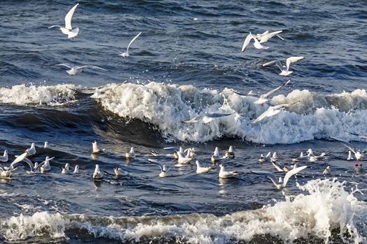 wavy sea view in nature for background and wallpaper