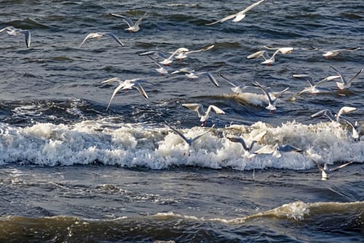 wavy sea view in nature for background and wallpaper