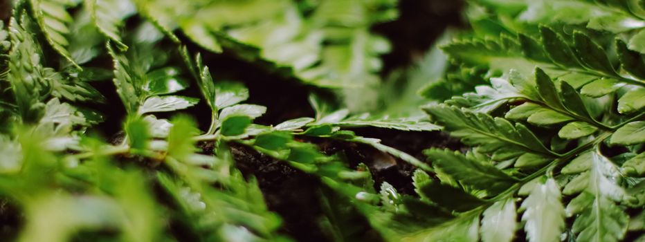 Tropical plant leaves in garden as botanical background, nature and environment close-up