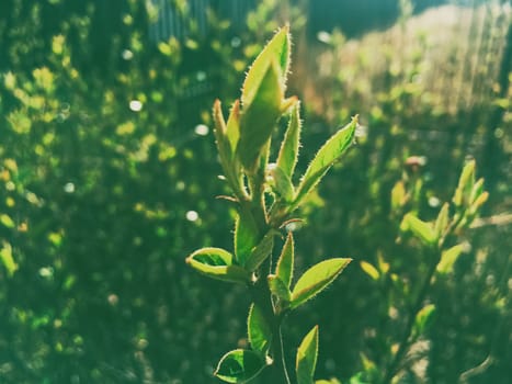 Green spring leaves in botanical garden on a sunny day, beautiful nature and environment