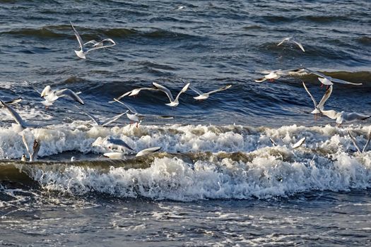 wavy sea view in nature for background and wallpaper
