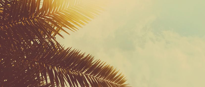 Tropical palm tree leaves in hot summer day as vintage background, summer nature and travel concept