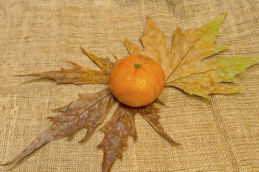 mandarin fruits with vitamin c in winter season