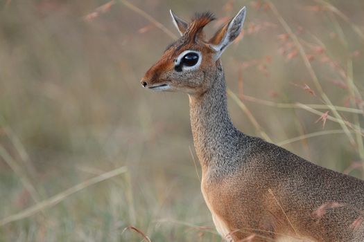 Dik Dik in the wilderness of Africa