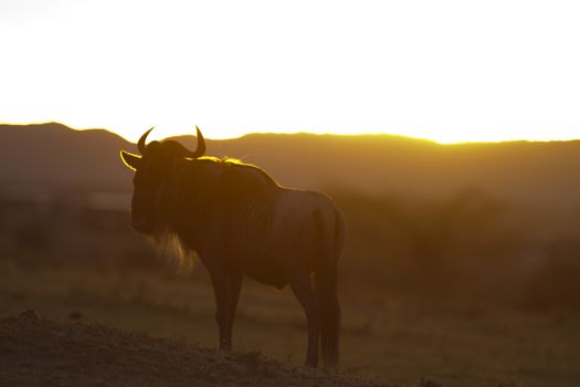 Wildebeest in the wilderness of Africa