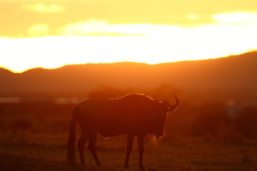 Wildebeest in the wilderness of Africa