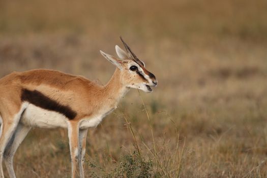 Thomson's Gazelle in the wilderness of Africa