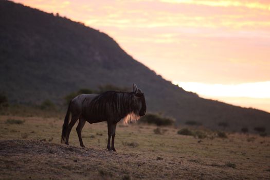 Wildebeest in the wilderness of Africa