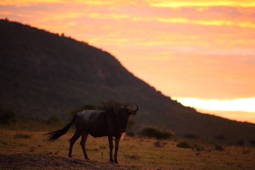 Wildebeest in the wilderness of Africa