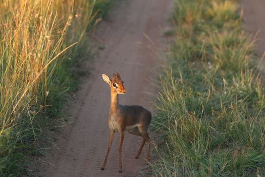 Dik Dik in the wilderness of Africa