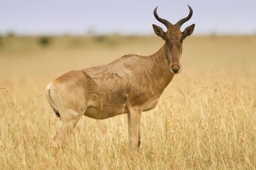 Hartebeest in the wilderness of Africa