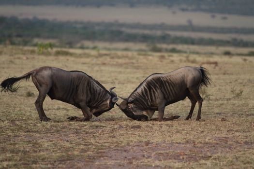 Wildebeest in the wilderness of Africa